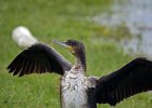 Aalscholver  (juveniel) (Great Cormoran) (Phalacrocorax carbo) - Ogii Nuur 14-08-2016 (10)